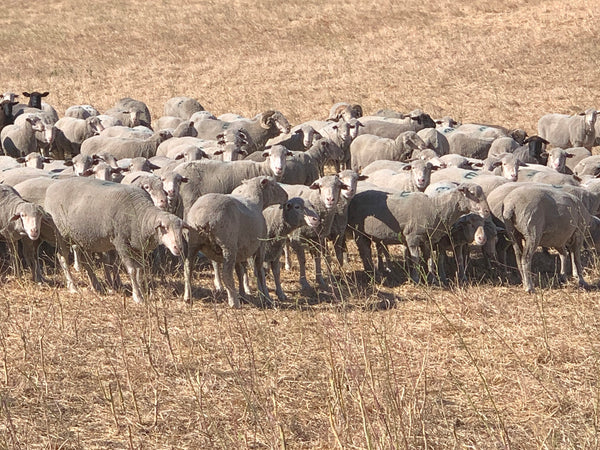 Climate Beneficial Wool