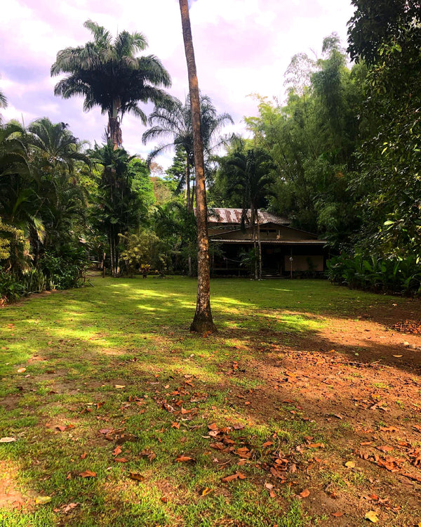 Seek Journeys: Surfing in Costa Rica with Dana Wisbar