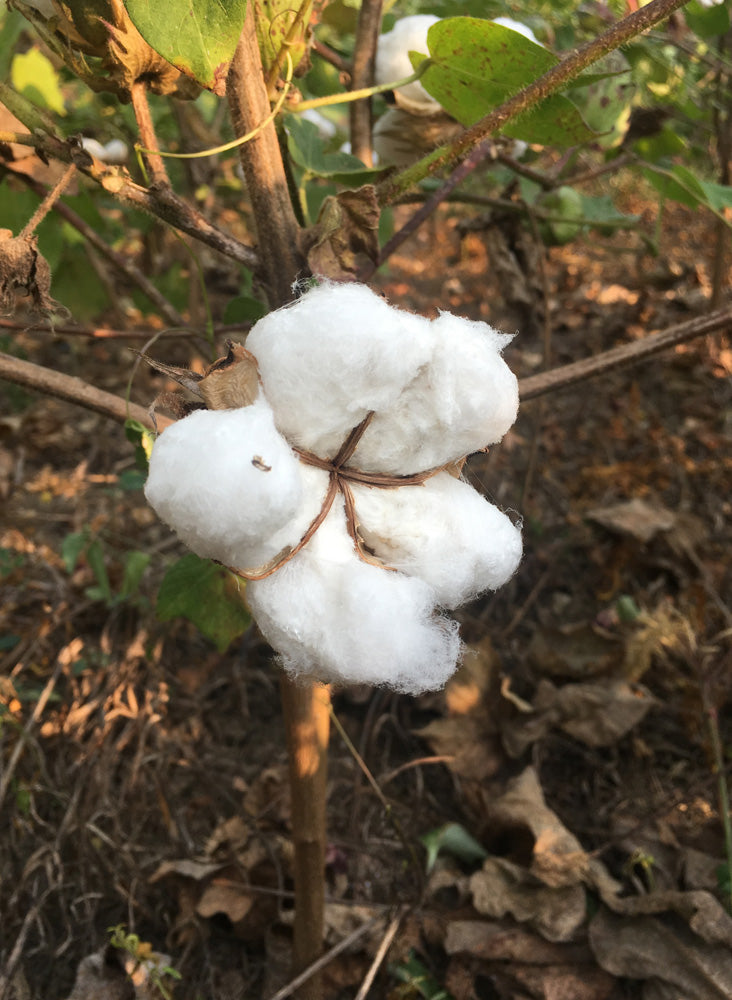 Unisex Page Shirt, natural cotton story